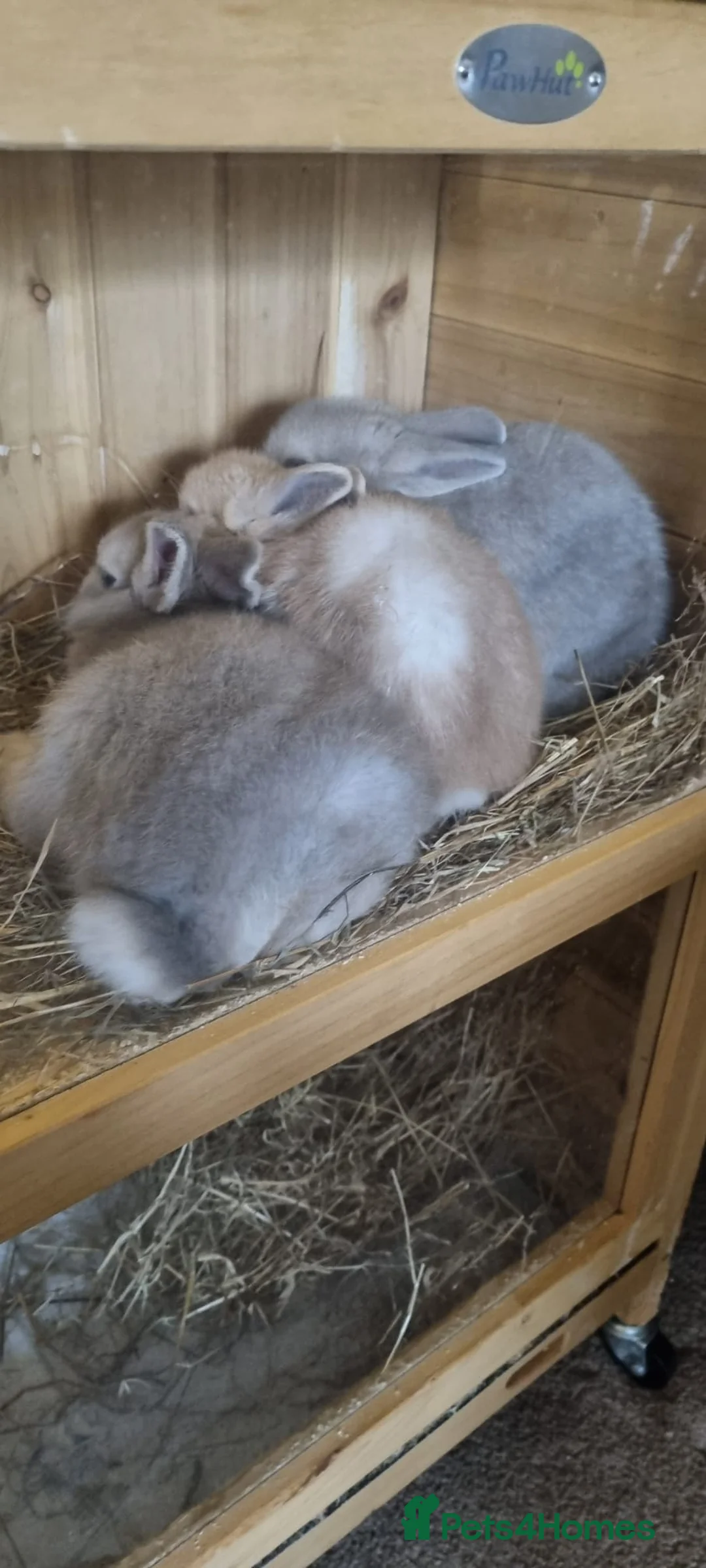 Netherland Dwarf rabbits for sale: Baby Pure Bred Netherland Dwarf - Agouti Female - Advert 6