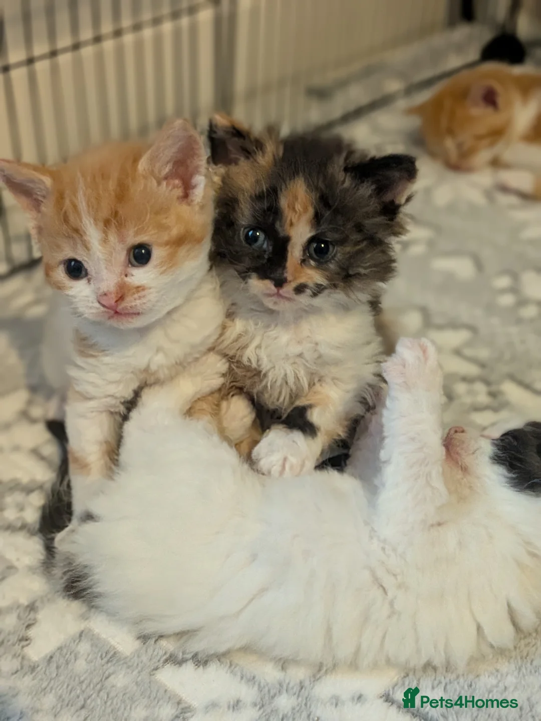 Selkirk Rex cats for sale: Beautiful Kittens – From Pedigree Selkirk Rex Mum - Advert 27