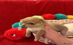 Chihuahua dogs for sale: Tiny apple head chihuahuas - Image 25