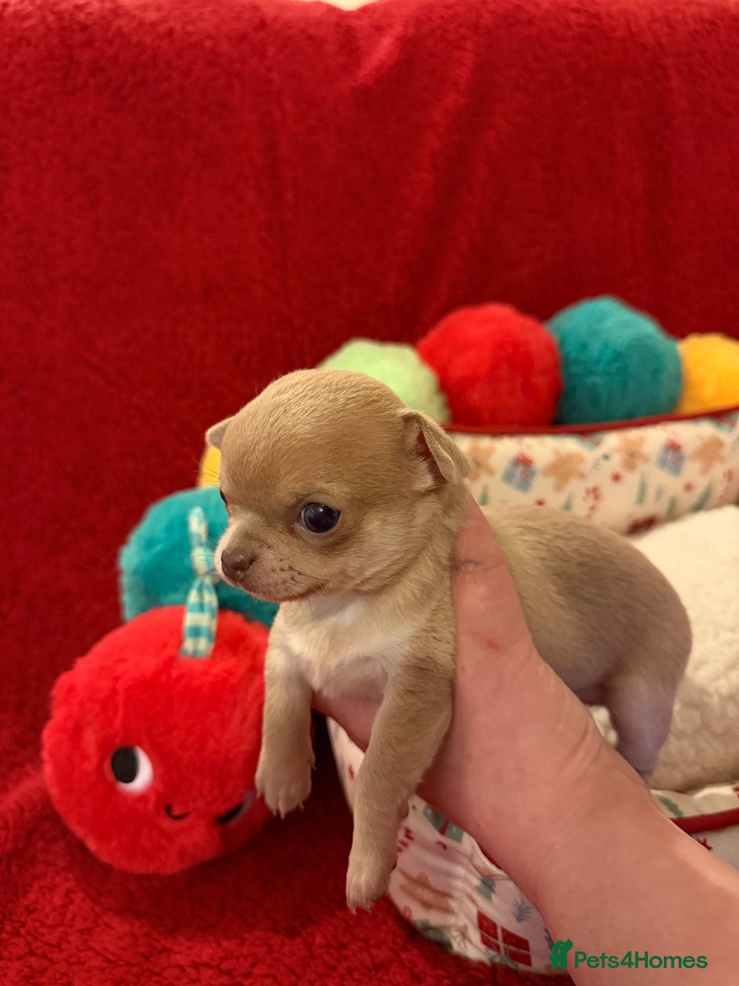 Chihuahua dogs for sale: Tiny apple head chihuahuas - Image 25
