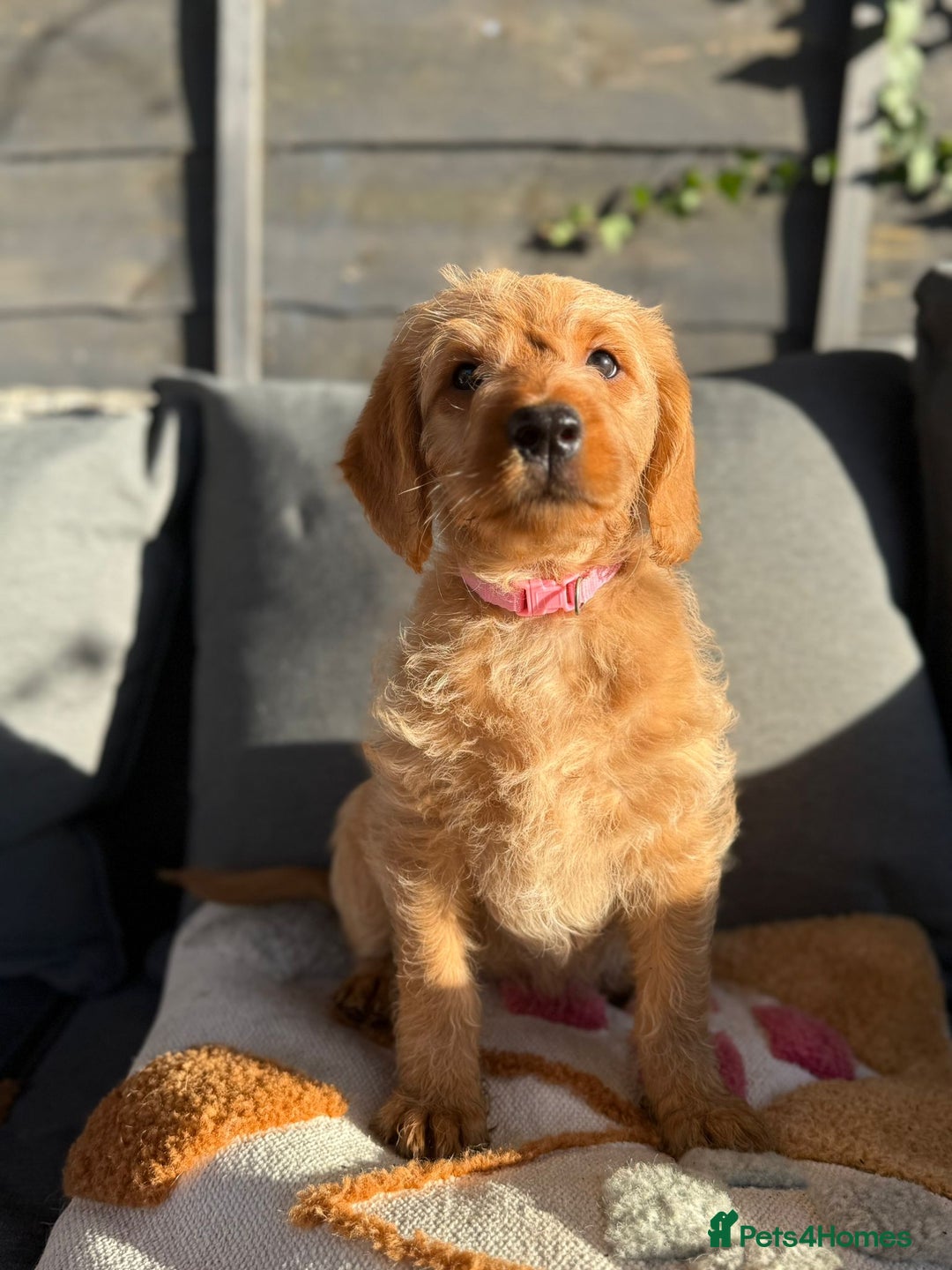 Australian Labradoodle dogs for sale: Australian Labradoodle Puppies F1b - Advert 4