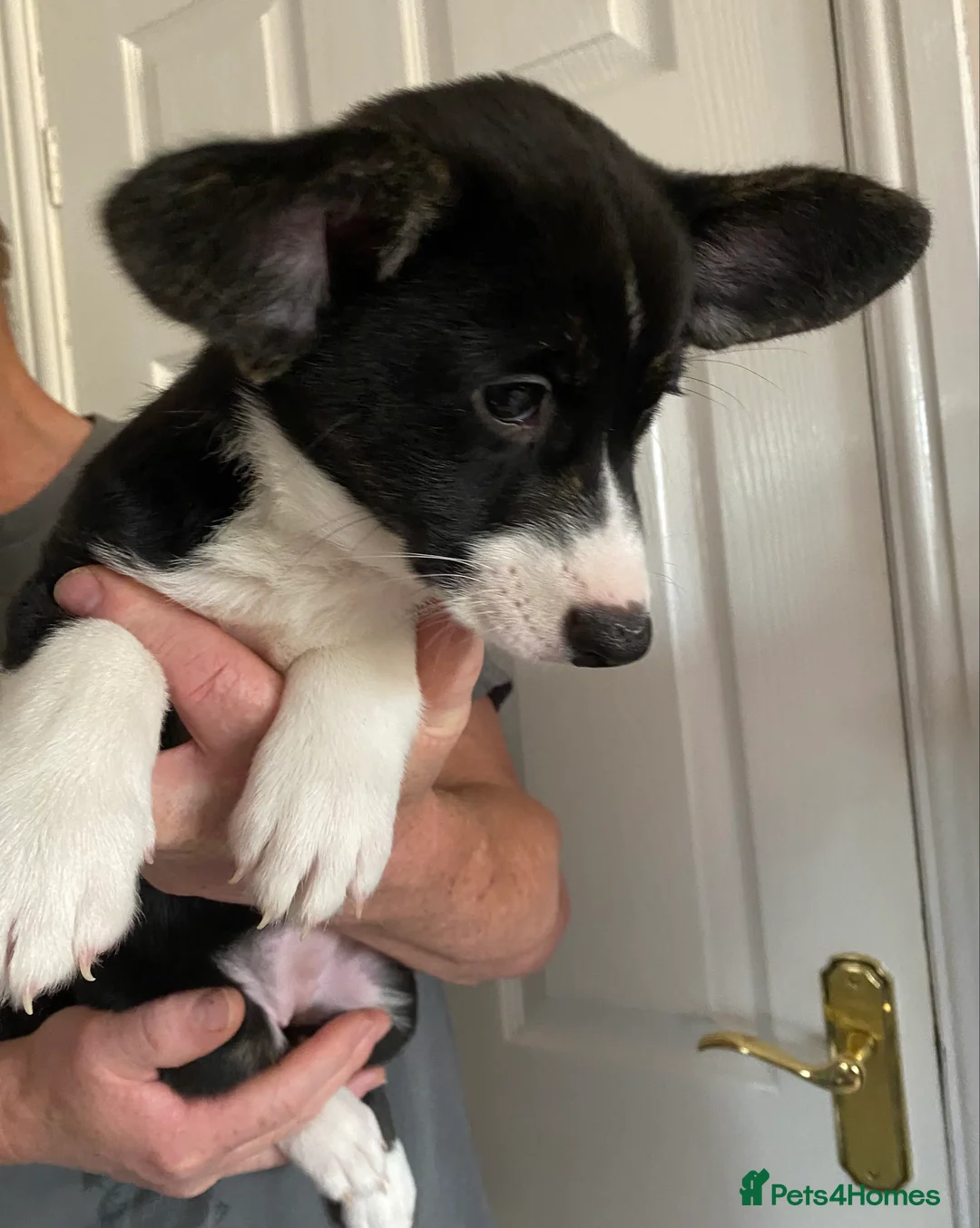 Welsh Corgi Cardigan dogs for sale: WELSH CARDIGAN CORGI GIRLS READY NOW - Advert 5