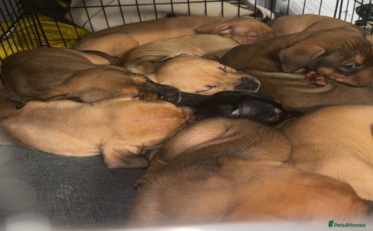 Mixed Breed dogs English mastweiler (mastiffxrottweiler) - Advert 1