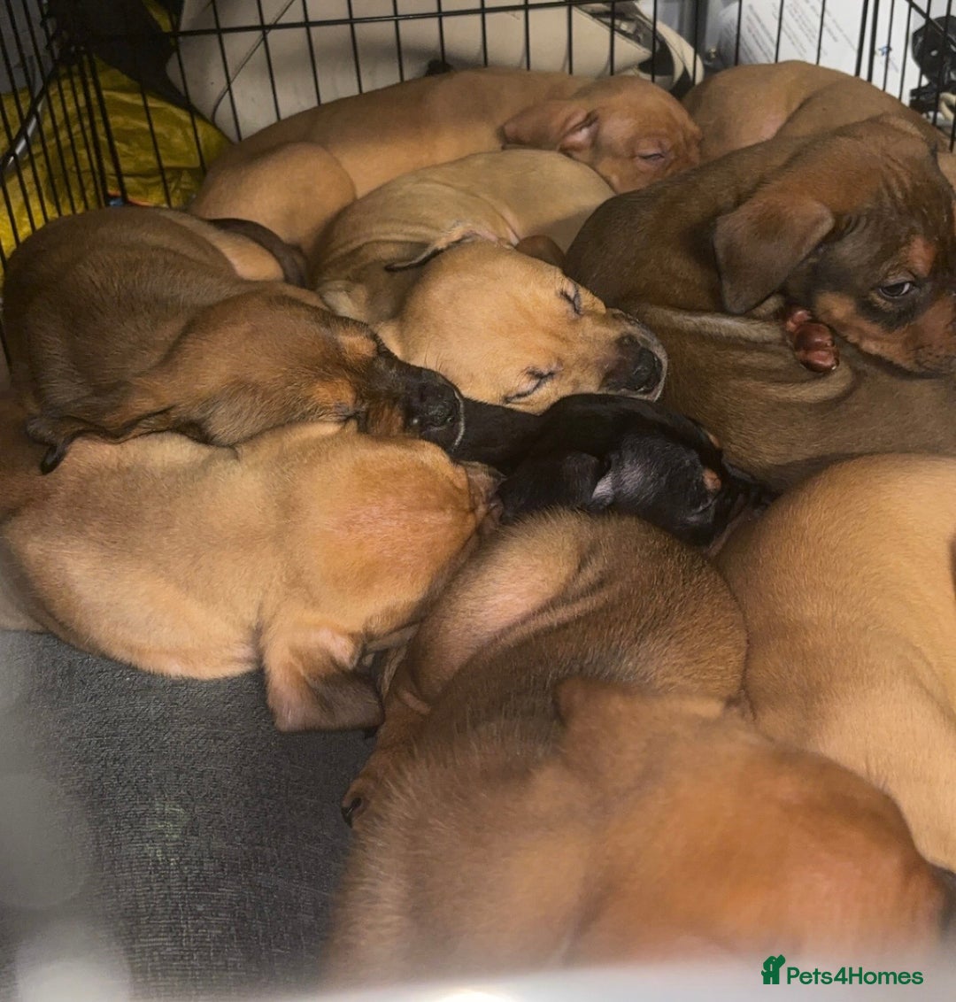 Mixed Breed dogs for sale: mastiffxrottweiler available now last 3 girls left - Advert 1