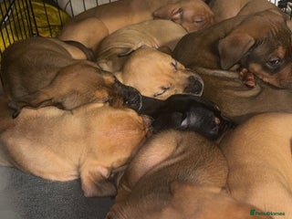 Mixed Breed dogs English mastweiler (mastiffxrottweiler) - Advert 3