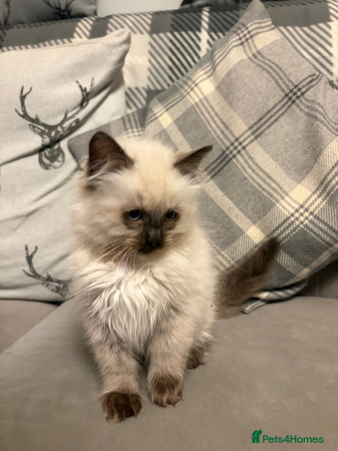 Ragdoll cats for sale: EXQUISITE RAGDOLL BABIES - Advert 10