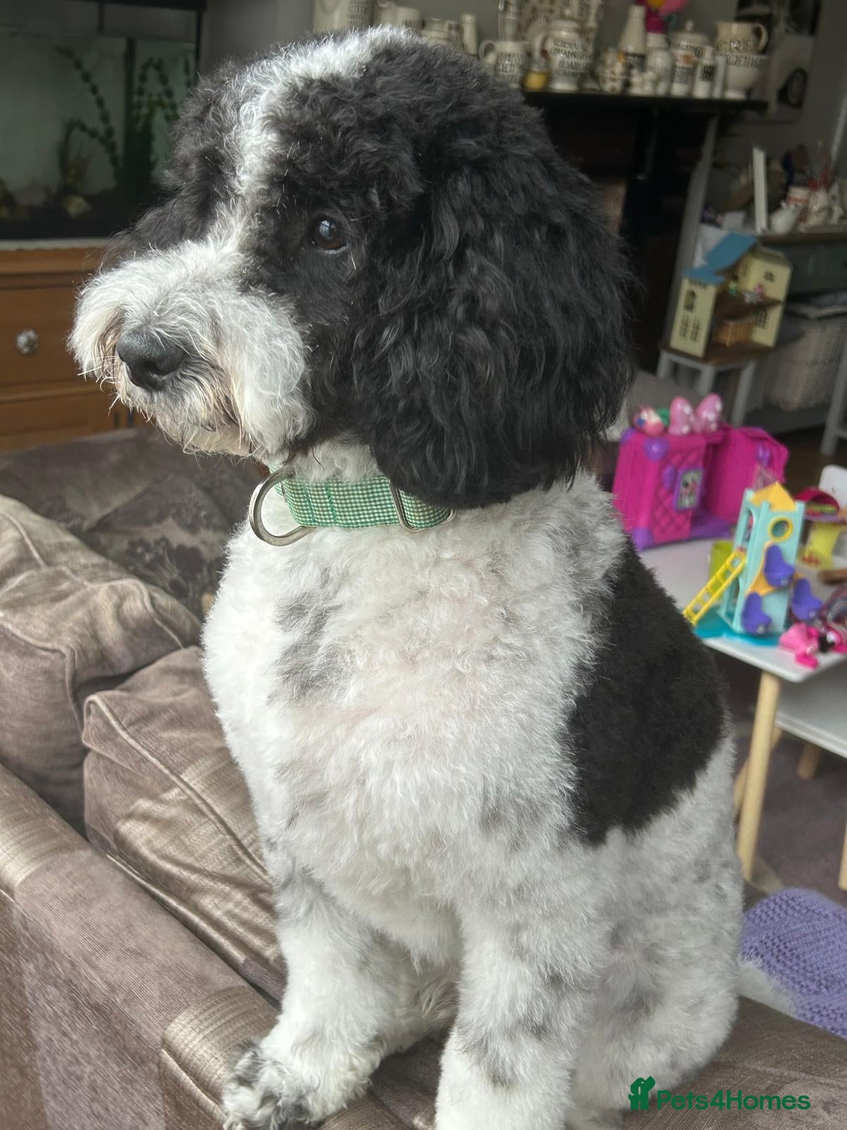 Cockapoo dogs Proven Cockapoo for stud - Montgomery  - Advert 1