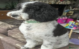 Cockapoo dogs for stud: Cockapoo for stud - Montgomery  - Image 1