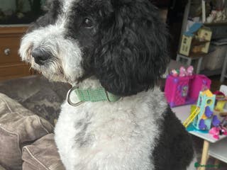 Cockapoo dogs Proven Cockapoo for stud - Montgomery - Advert 3