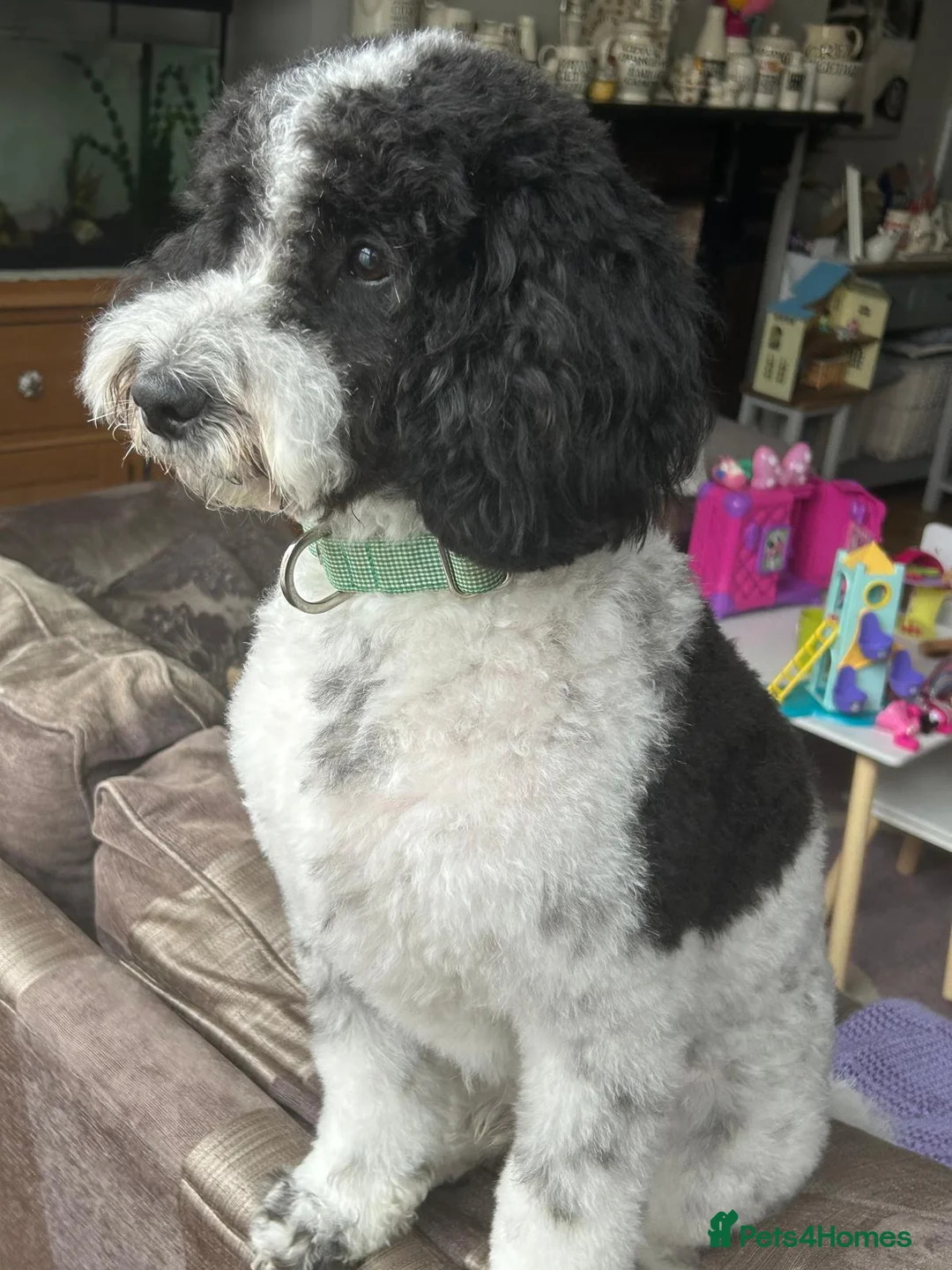 Cockapoo dogs for stud: Proven Cockapoo for stud - Montgomery  - Advert 1