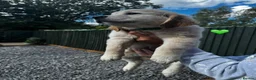 Golden Retriever dogs for sale: KC REGISTER GOLDEN RETRIEVERS PUPPIES in Manchester - Advert 5