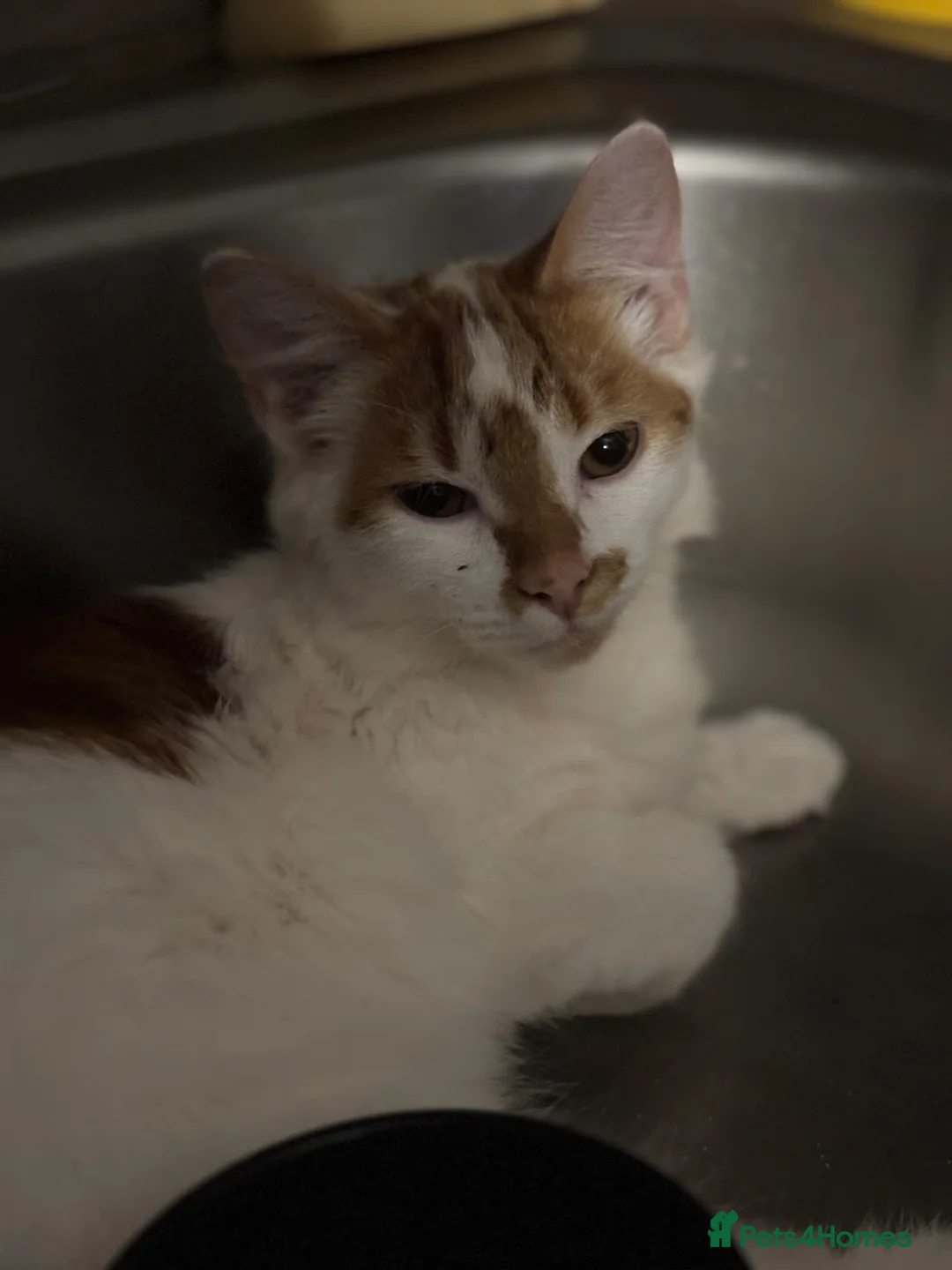 Domestic Shorthair cats for sale: Pumpkin - Advert 2