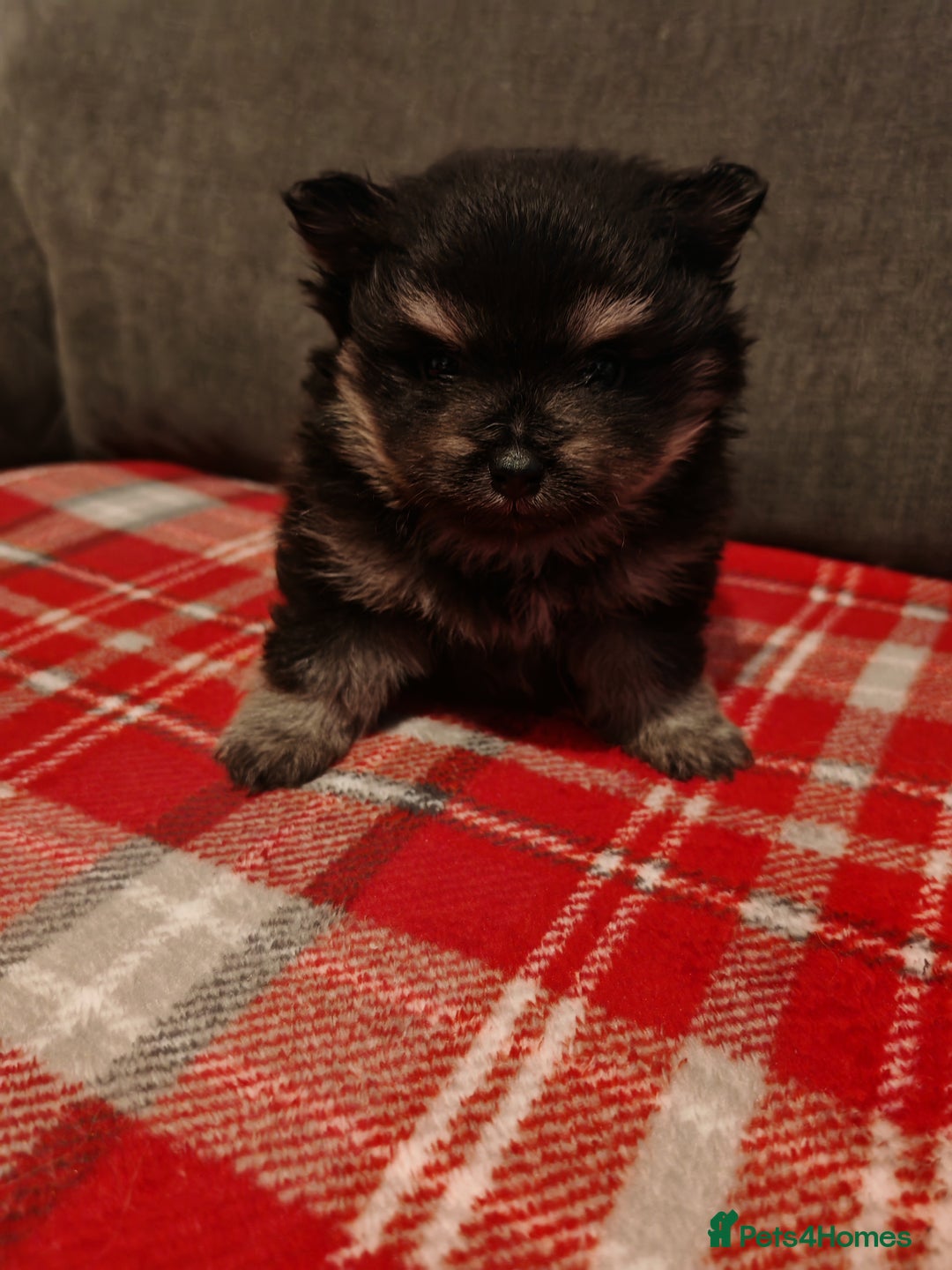 Pomeranian dogs for sale: 4 week old male pomeranians - Advert 4