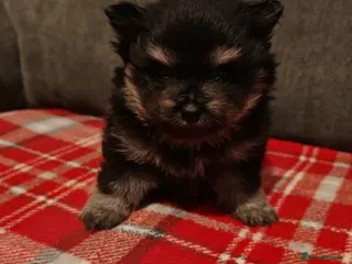 Pomeranian dogs pomeranians - Advert 8