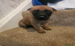 Belgian Shepherd Dog dogs for sale: Belgium Malinos shepard puppys - Image 16