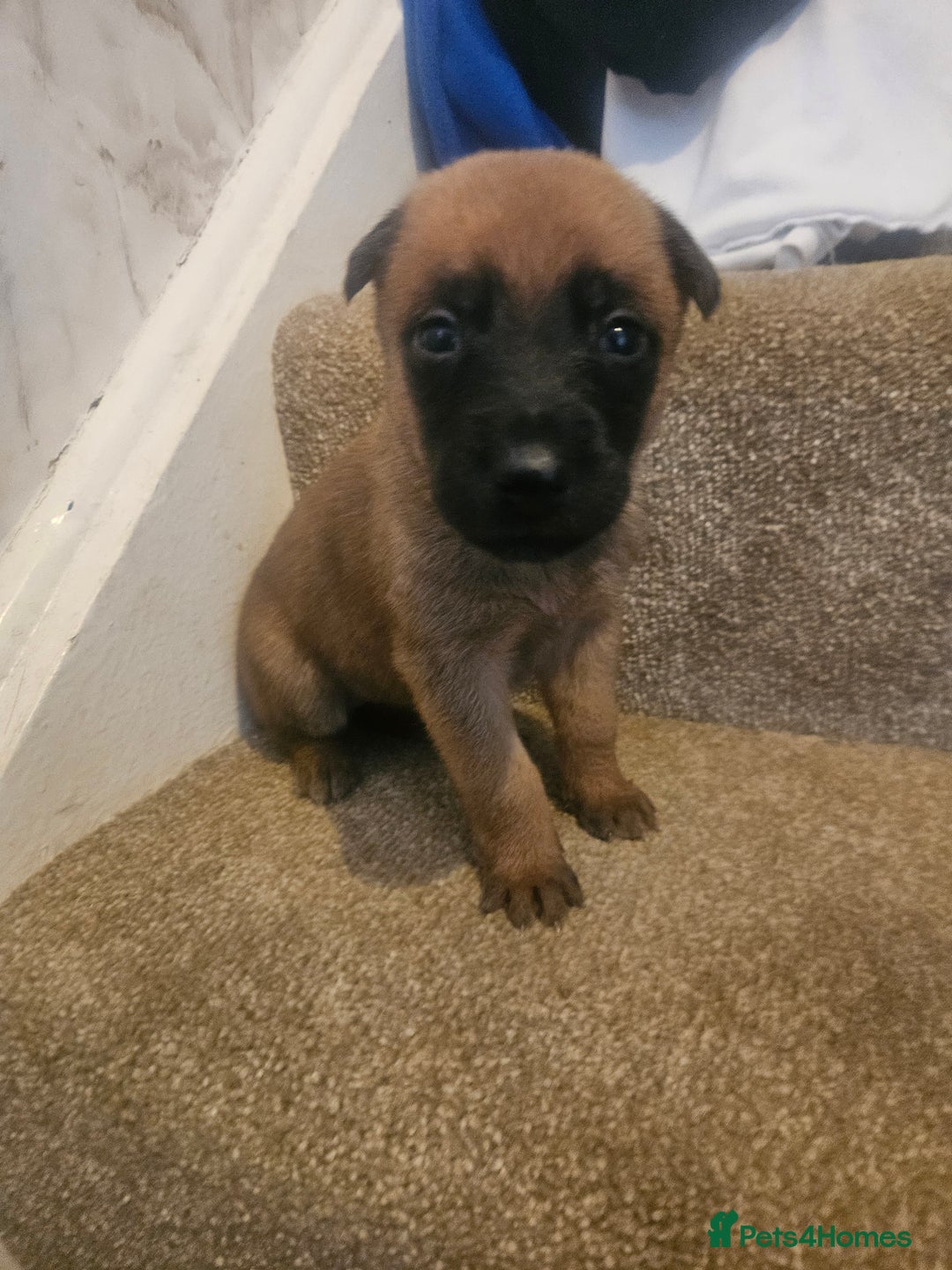 Belgian Shepherd Dog dogs for sale: Belgium Malinos shepard puppys - Image 16