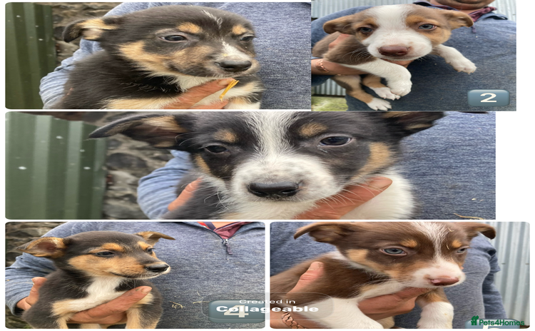 Mixed Breed dogs - Advert 1
