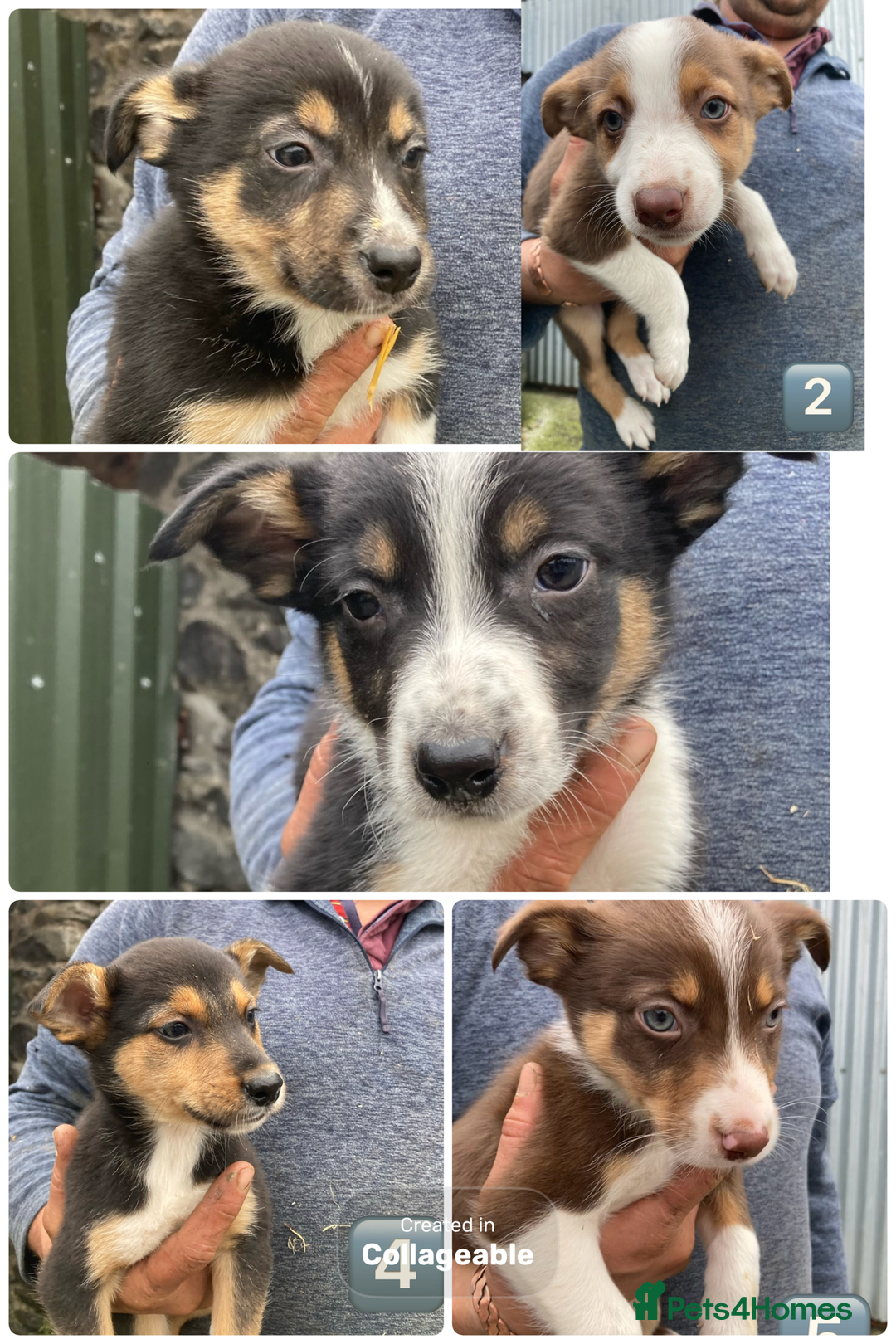 Mixed Breed dogs for sale: Huntaway Cross Puppies - Image 1