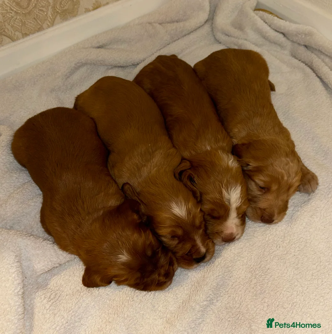 Cocker Spaniel dogs for sale: Working type cocker spaniel puppys - Advert 3