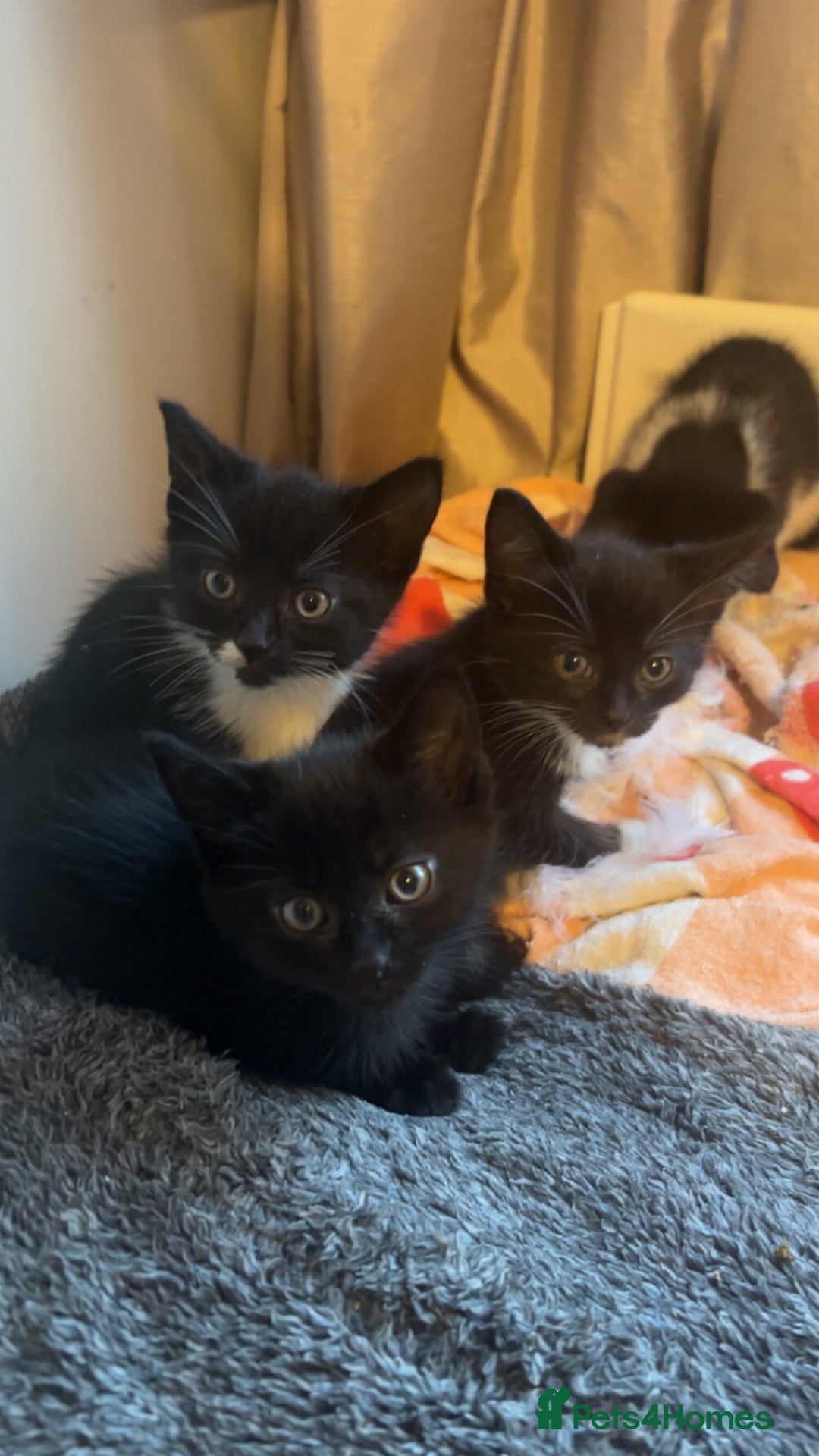 Mixed Breed cats for sale: 4 KITTENS  **  !! 🩷🩷 - Image 3