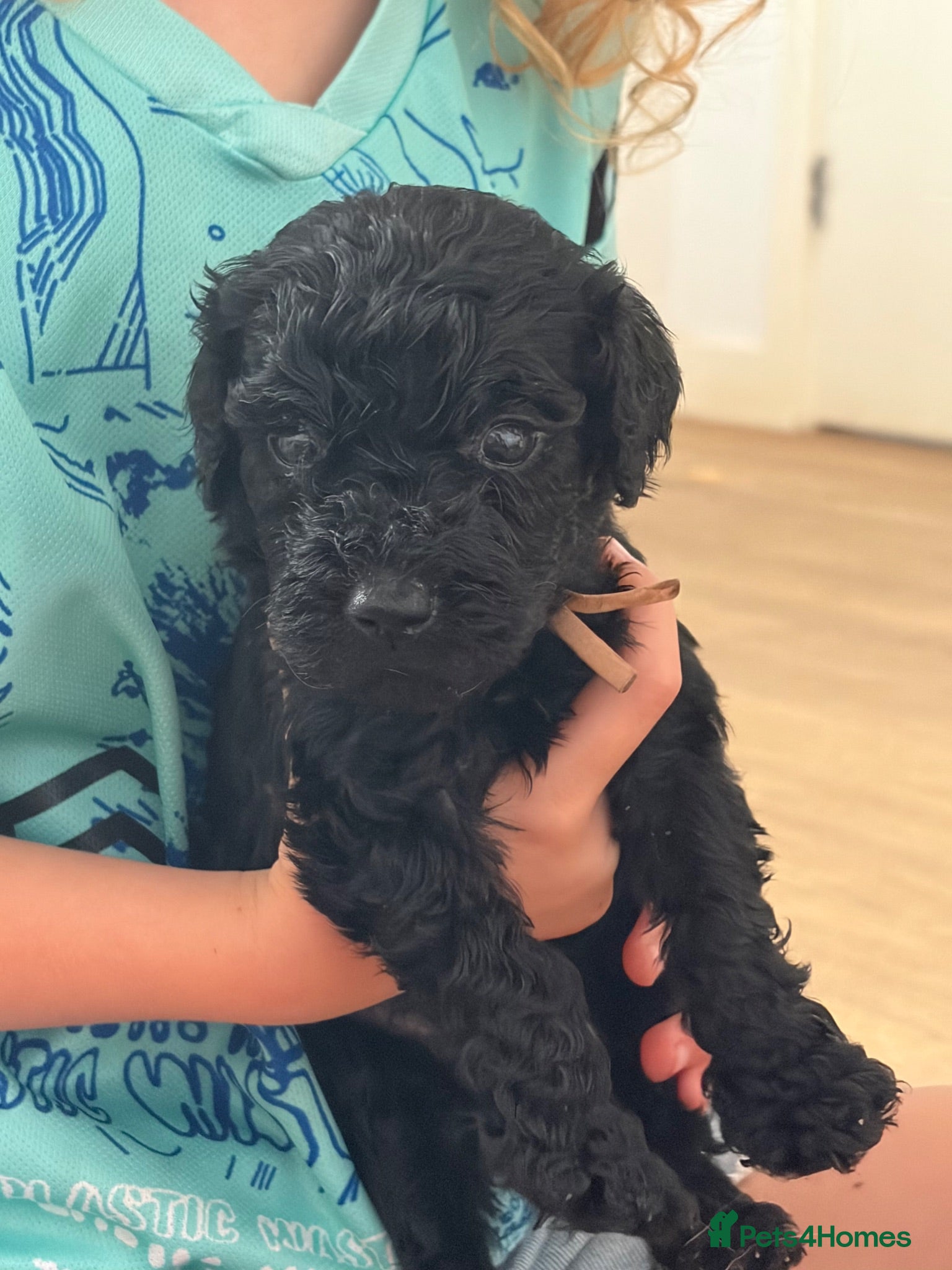Labradoodle dogs Multigen labradoodle puppies - Advert 3