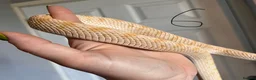 Snake reptiles for sale: Snakes for sale - hognose, milksnake, bullsnake - Advert 10