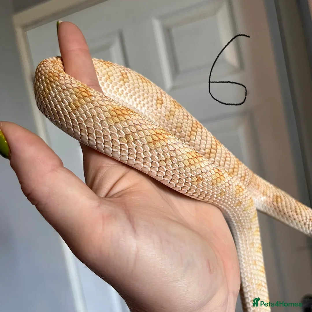 Snake reptiles for sale: Snakes for sale - hognose, milksnake, bullsnake - Advert 10