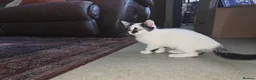 Mixed Breed cats for sale: Black and white kittens  - Advert 2