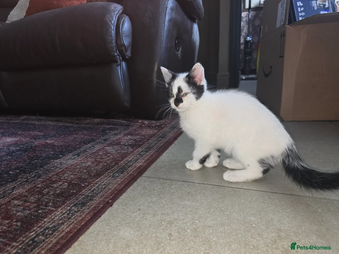 Mixed Breed cats for sale: Black and white kittens  - Advert 2