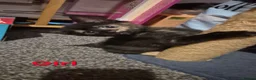 Mixed Breed cats for sale: Kittens - Advert 9