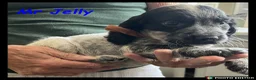 Cocker Spaniel dogs for sale: Stunning Cocker Spaniels 💥 - Advert 27