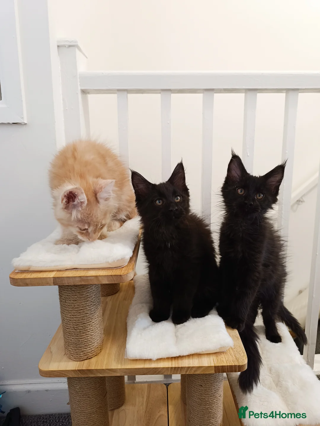 Maine Coon cats for sale: Maine Coon kittens boy and girl  - Advert 5