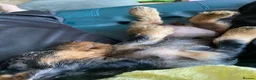 Dachshund dogs for sale: Wirehaired Standard Dachshund  - Advert 7