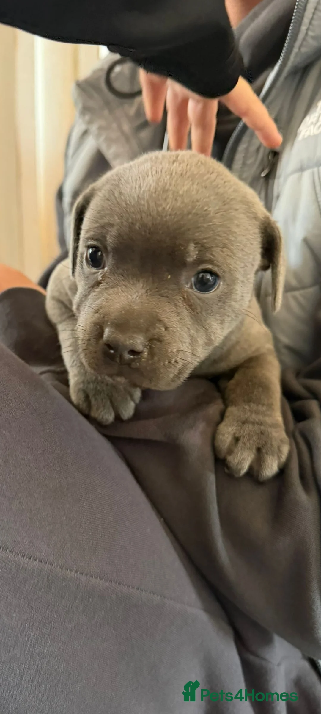 Staffordshire Bull Terrier dogs for sale: BLUE STAFFORDSHIRE BULL TERRIER PUPPY GIRL  in Reigate - Advert 2