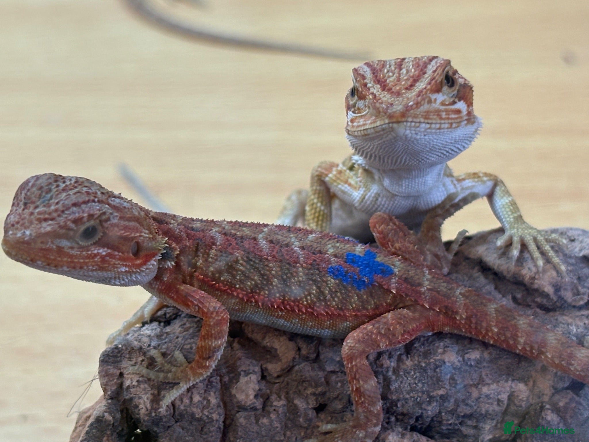Bearded Dragon reptiles Stunning baby bearded dragons - Advert 15