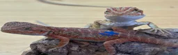 Bearded Dragon reptiles for sale: Stunning baby bearded dragons - Advert 12