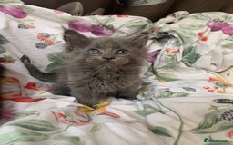 Maine Coon cats for sale: Maine coon kittens for sale - Image 6