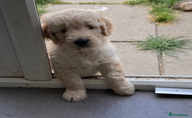Goldendoodle dogs - Advert 1