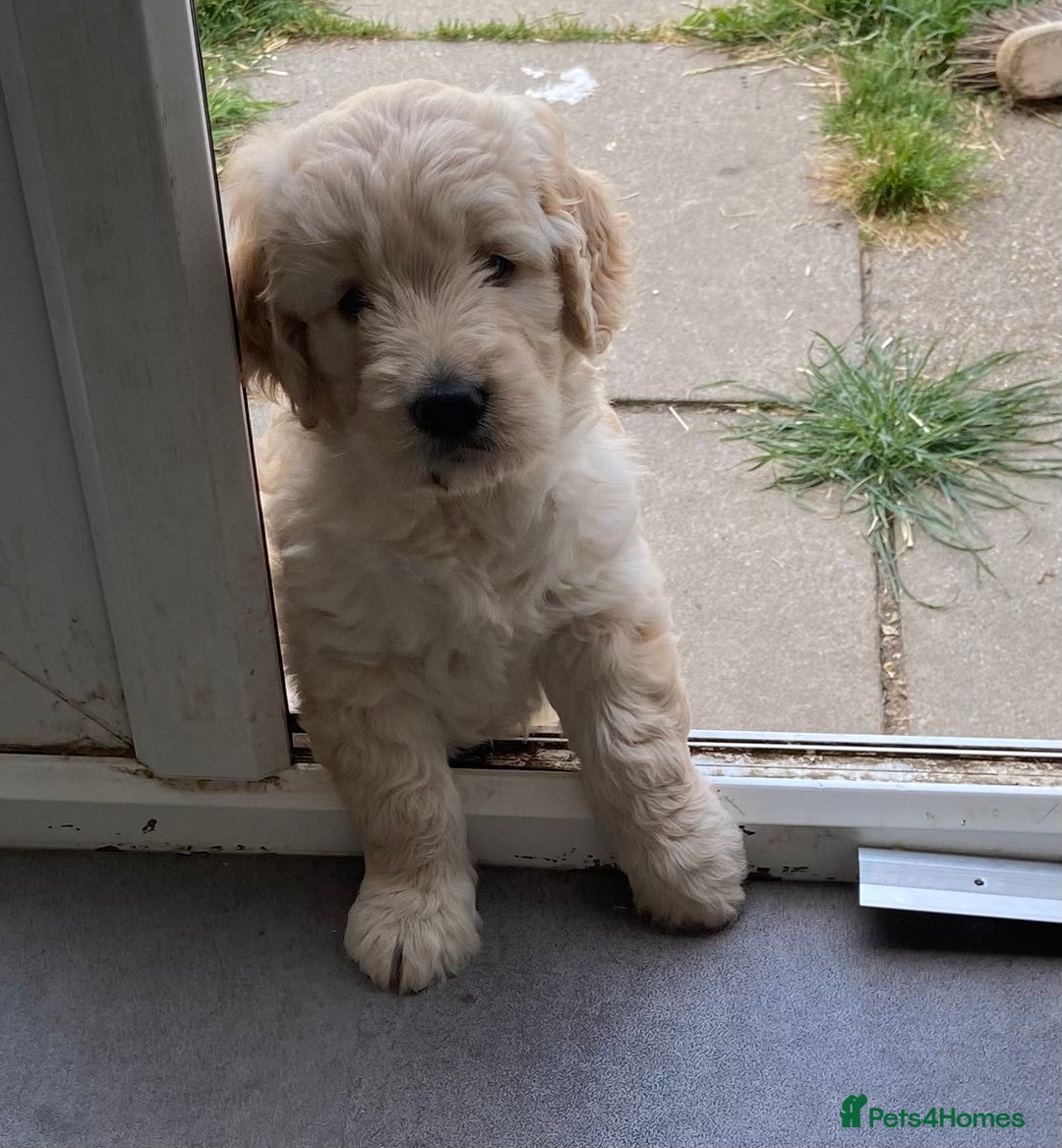 Goldendoodle dogs for sale: Adorable goldendoodle puppy - Image 1