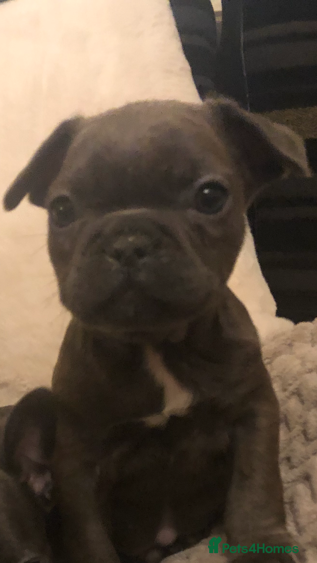 French Bulldog dogs QUALITY SOLID BLUE FRENCH BULLDOG PUPPIES  - Advert 3