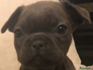 French Bulldog dogs QUALITY SOLID BLUE FRENCH BULLDOG PUPPIES - Advert 5