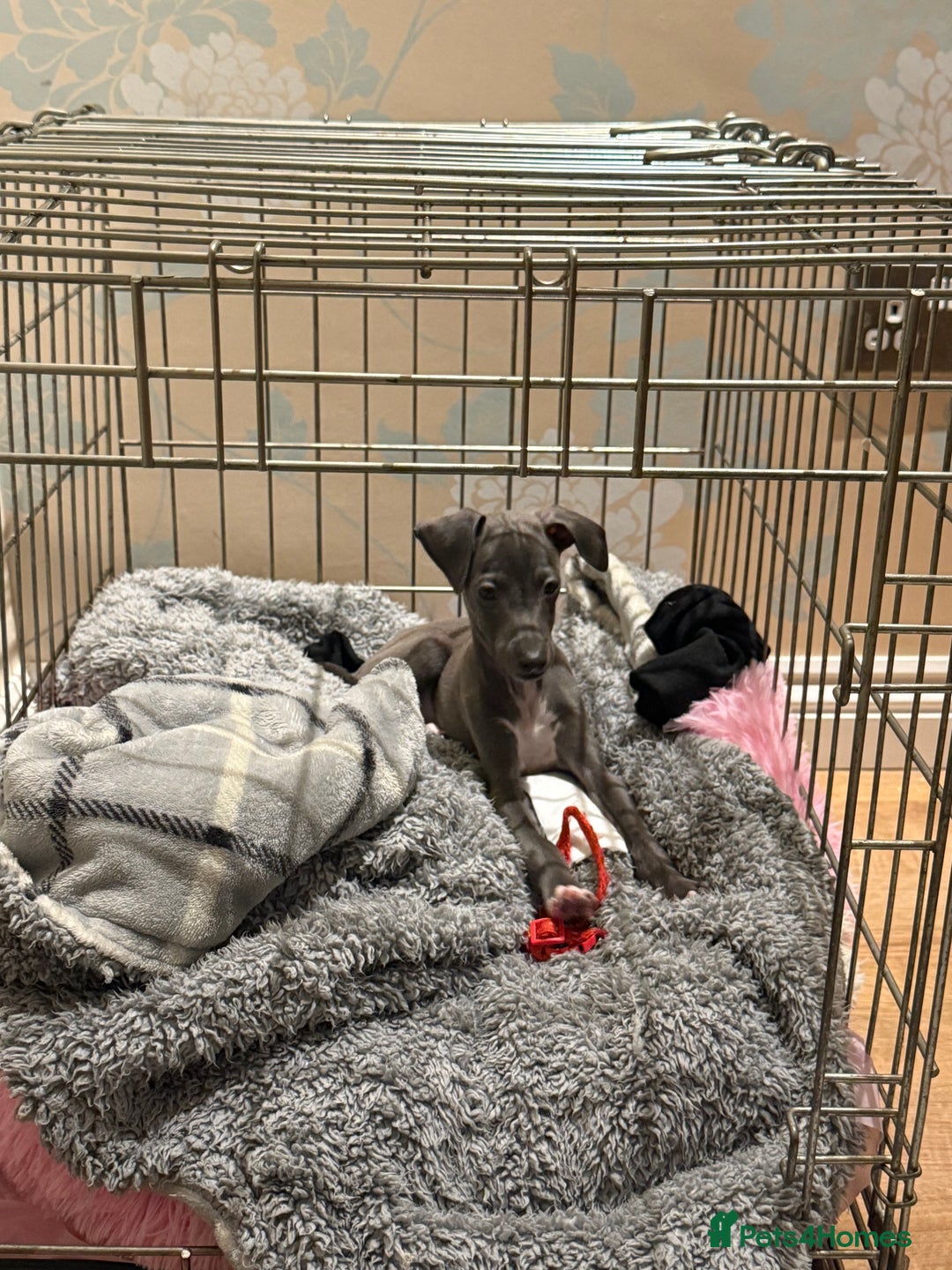 Italian Greyhound dogs for sale: In need of a new loving home🩵  - Advert 5