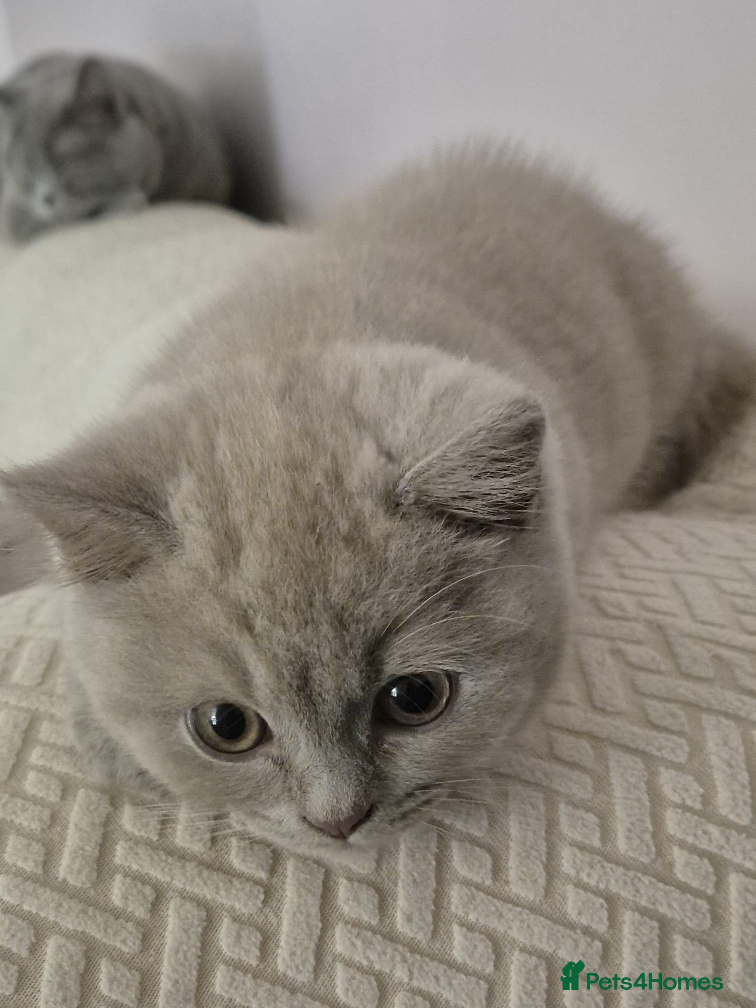 British Shorthair cats Beautiful British Shorthair Kittens for Sale - Advert 5