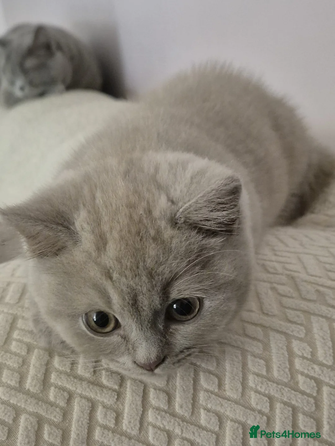 British Shorthair cats for sale: Beautiful British Shorthair Kittens for Sale - Advert 3