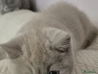 British Shorthair cats Beautiful British Shorthair Kittens for Sale - Advert 5