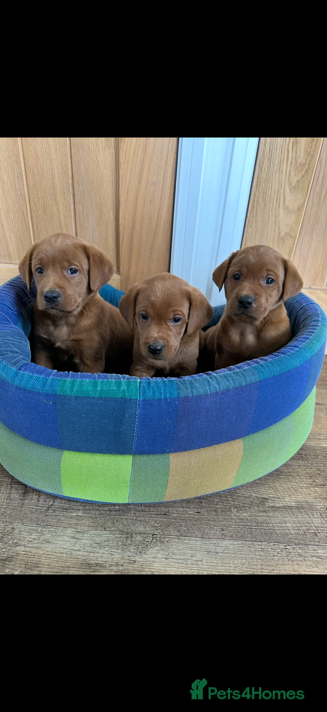 Labrador Retriever dogs for sale: KC REG DARK RED LAB PUPPIES  - Image 4