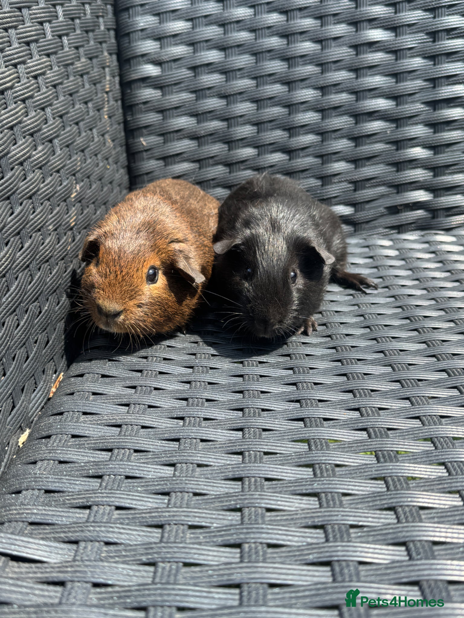 Guinea Pig rodents for sale: Pair of brothers  in Billingshurst - Advert 1