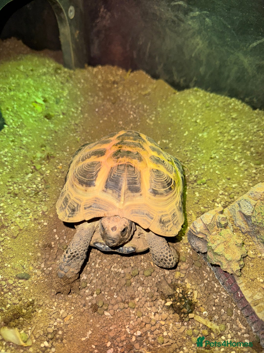 Tortoise reptiles for sale: 10 year old Horsfield tortoise male - Image 1