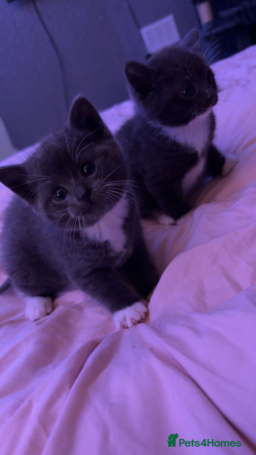 Mixed Breed cats for sale: Last grey kitten - Advert 6