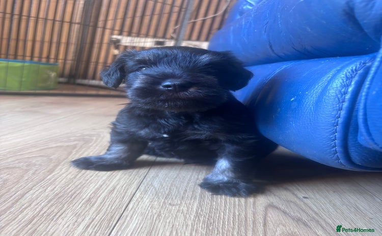 Miniature Schnauzer dogs - Advert 7